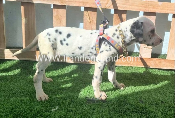 --dalmation-187_7