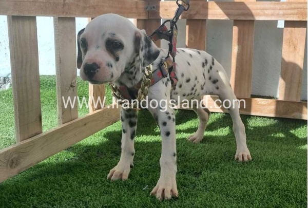 --dalmation-187_8