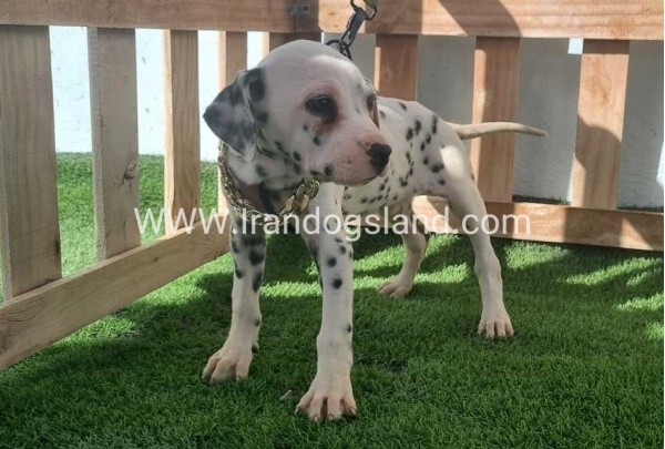 --dalmation-187_9