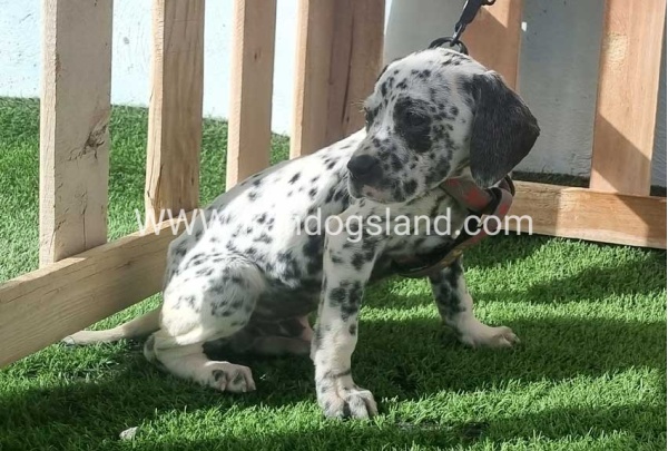 --dalmation-188_1