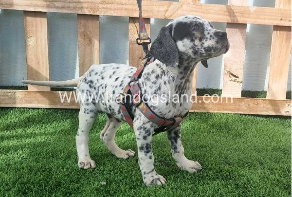 --dalmation-188_10