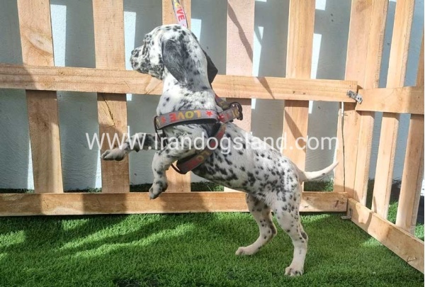 --dalmation-188_11