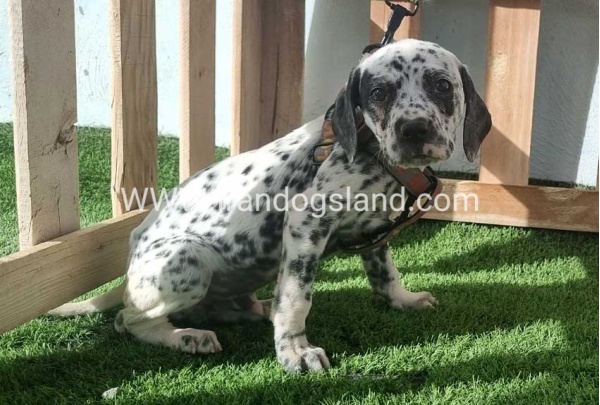 --dalmation-188_2