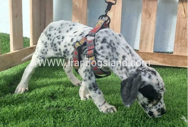 --dalmation-188_3