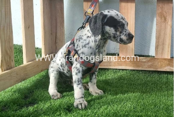 --dalmation-188_4