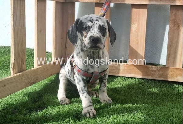 --dalmation-188_5