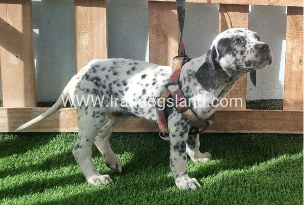 --dalmation-188_6