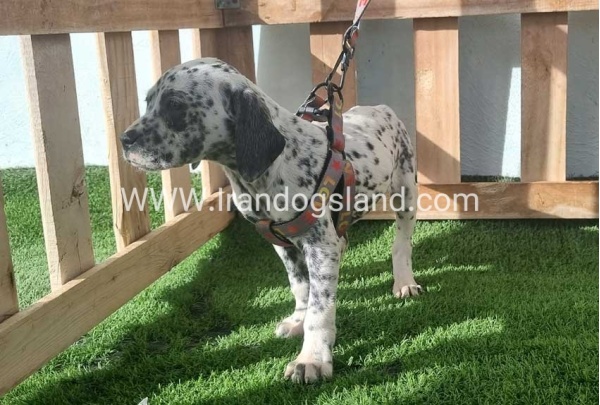 --dalmation-188_7
