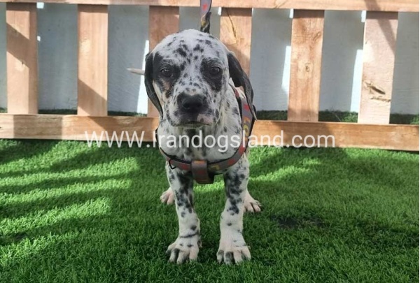 --dalmation-188_8