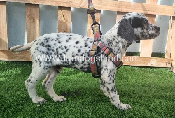 --dalmation-188_9