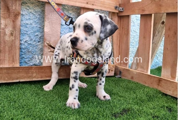 --dalmation-192_1