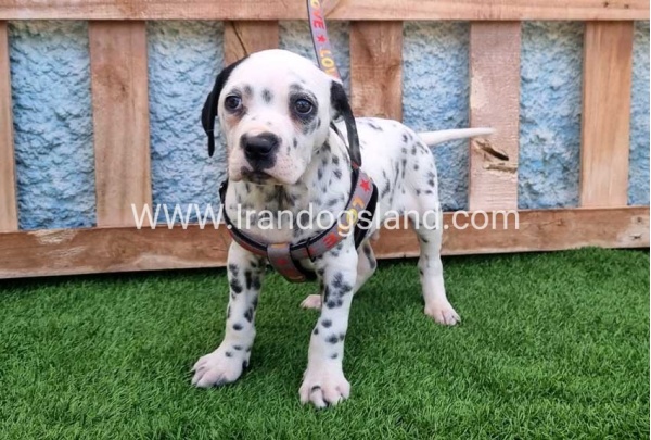 --dalmation-192_10