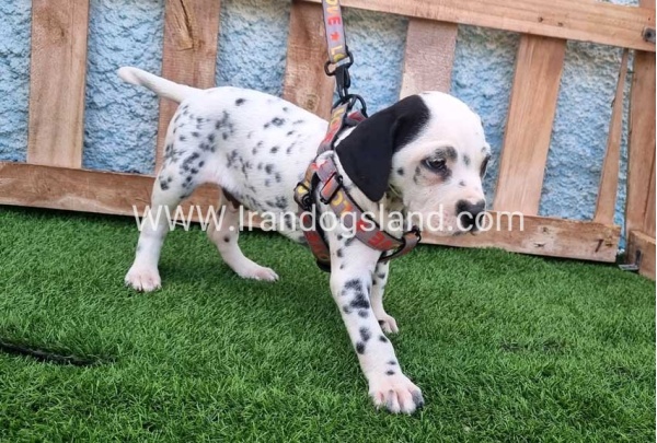 --dalmation-192_2