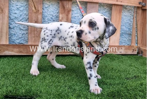 --dalmation-192_3