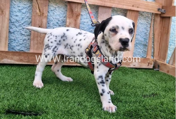 --dalmation-192_4