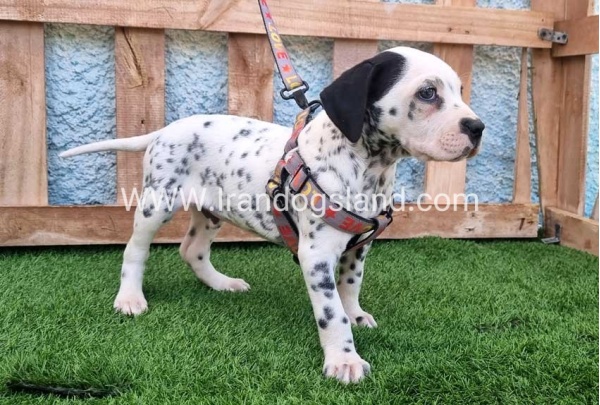 --dalmation-192_5