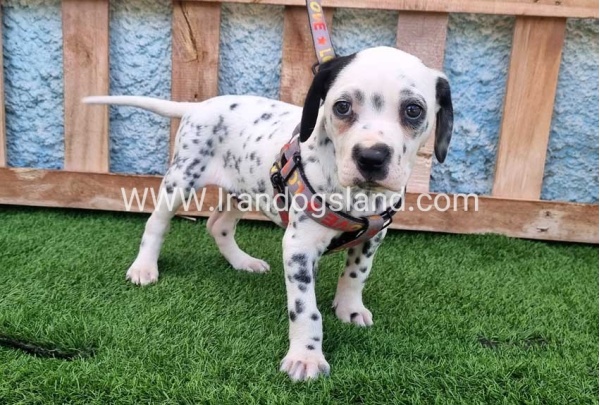 --dalmation-192_6
