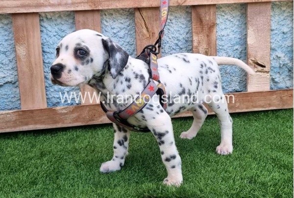 --dalmation-192_7