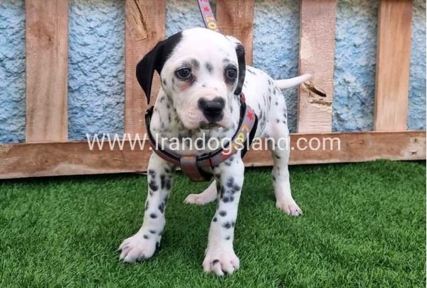 --dalmation-192_8