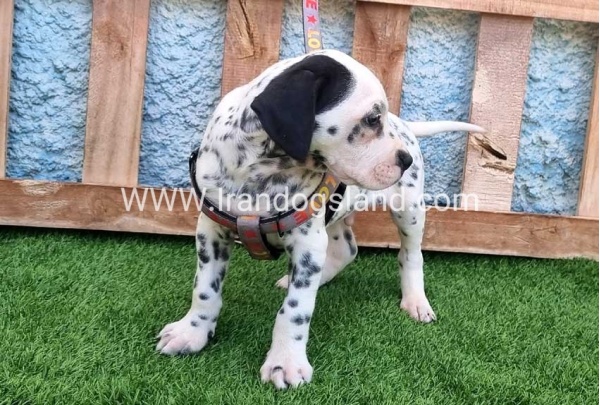 --dalmation-192_9