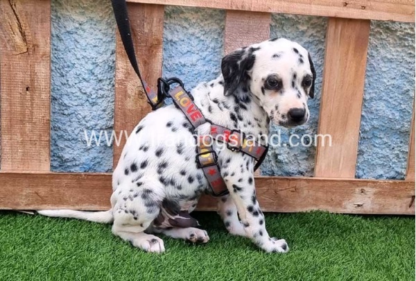 --dalmation-193_1