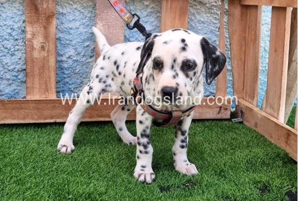 --dalmation-193_2