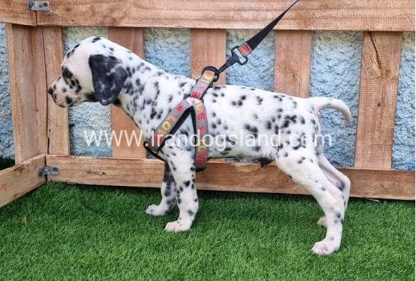 --dalmation-193_3
