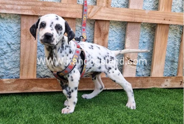 --dalmation-193_4