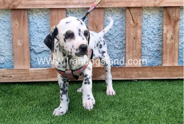 --dalmation-193_5