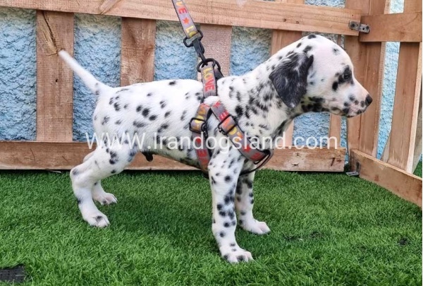 --dalmation-193_6