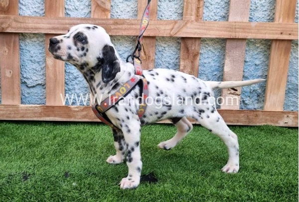 --dalmation-193_7