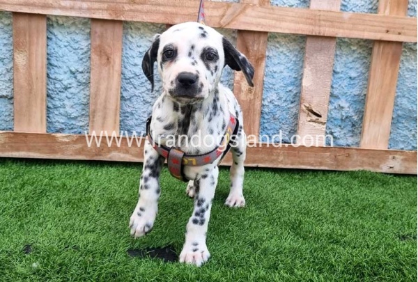 --dalmation-193_8