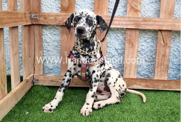 --dalmation-194_1