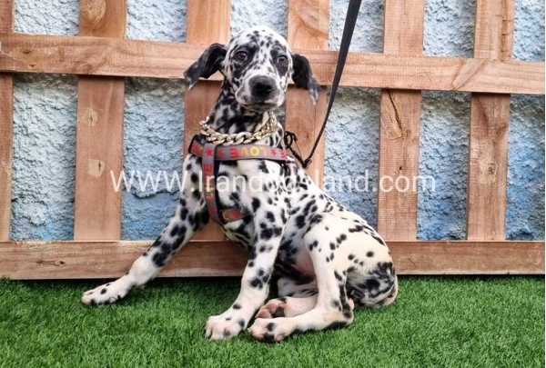 --dalmation-194_2