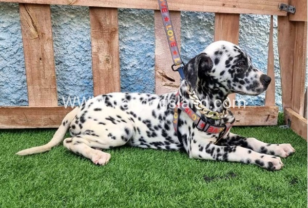 --dalmation-194_3