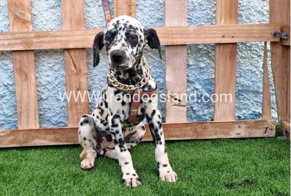 --dalmation-194_4