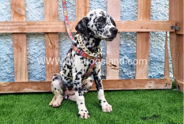 --dalmation-194_5