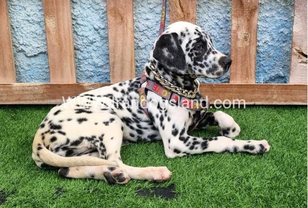 --dalmation-194_6