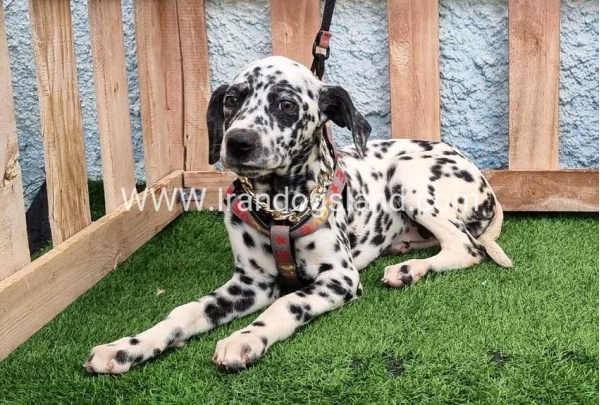 --dalmation-194_7