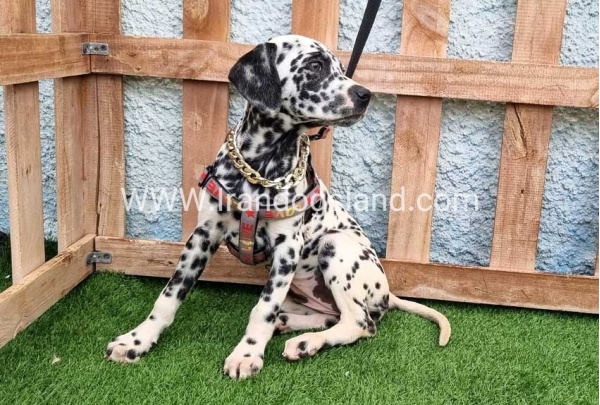 --dalmation-194_8