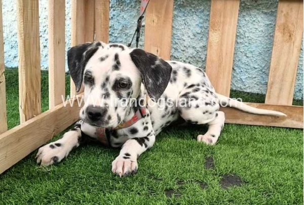 --dalmation-196_1