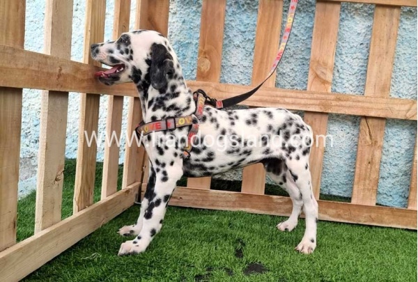 --dalmation-196_2
