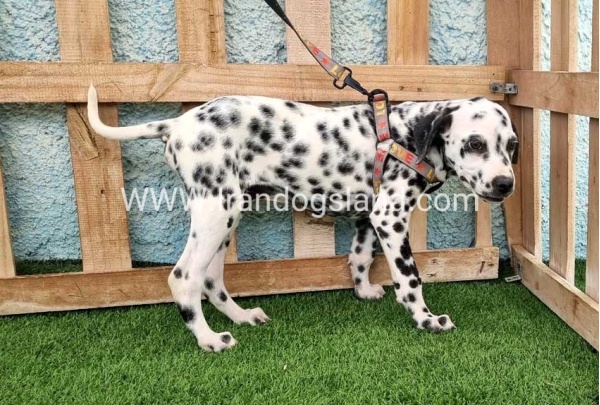 --dalmation-196_3