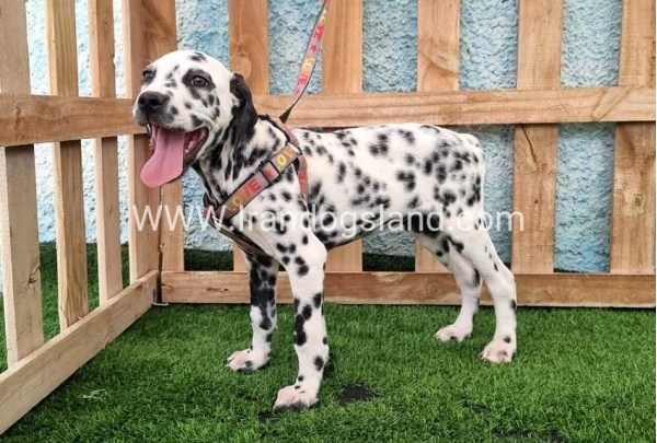 --dalmation-196_4