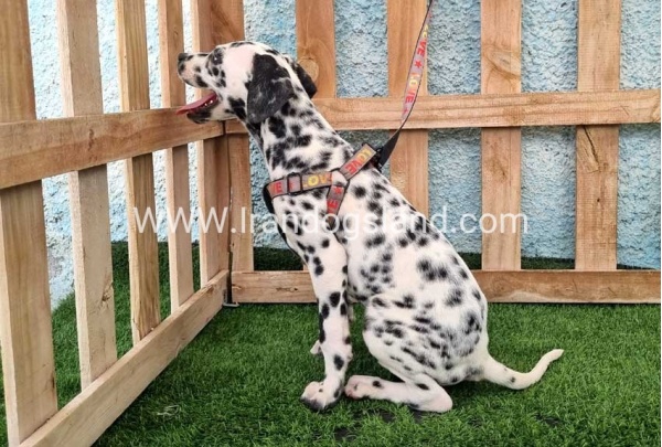 --dalmation-196_5