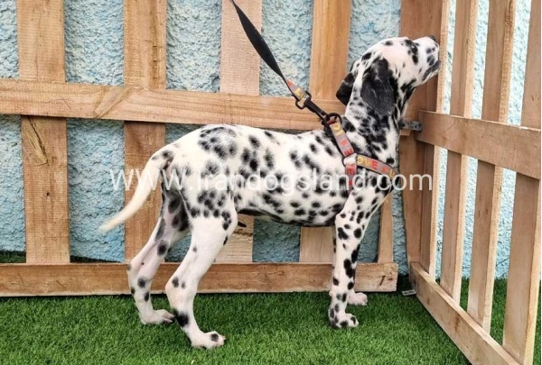 --dalmation-196_6
