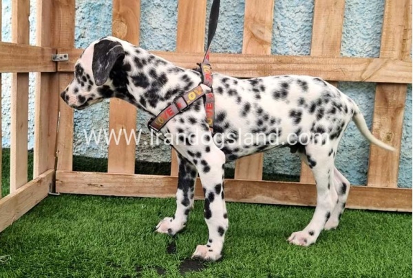--dalmation-196_7
