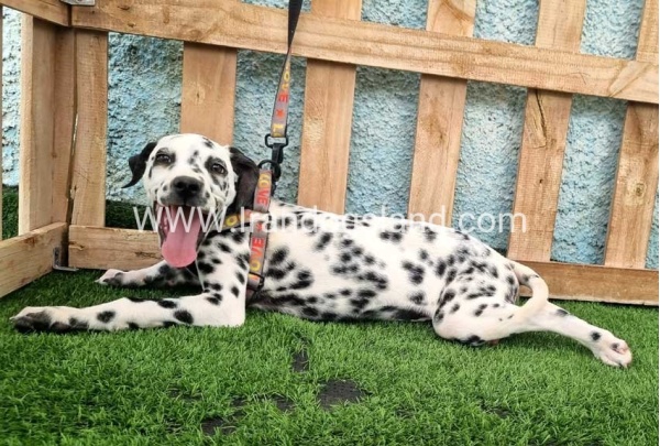 --dalmation-196_8