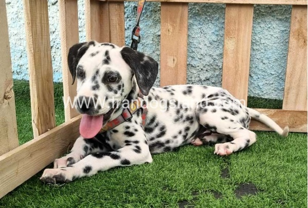 --dalmation-196_9