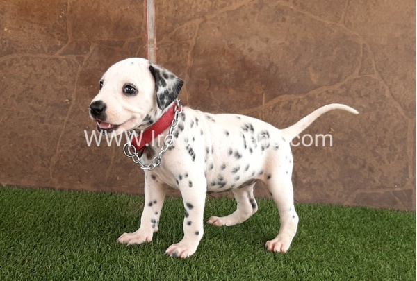 --dalmation-42_10